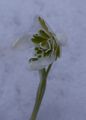 Galanthus plicatus flore pleno Śnieżyczka przebiśnieg